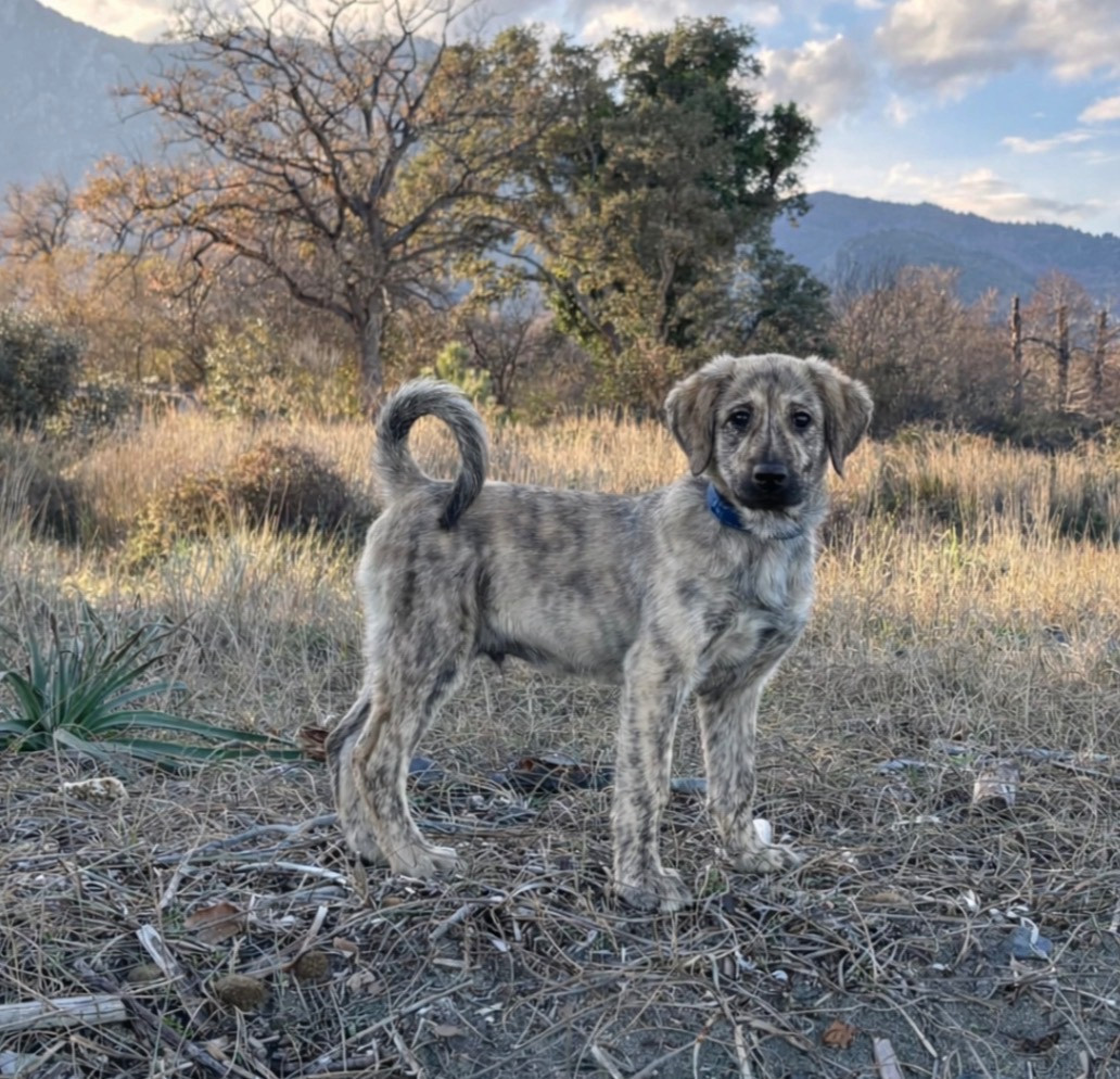 Astru Cursinetu Di Ghjucatoghju