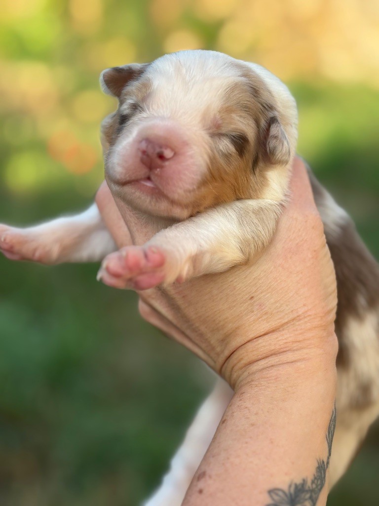 Des Embruns De Jade - Chiots disponibles - Berger Australien