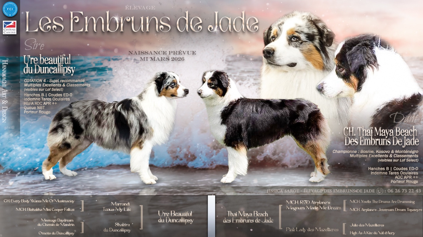 Chiot Berger Australien Des Embruns De Jade
