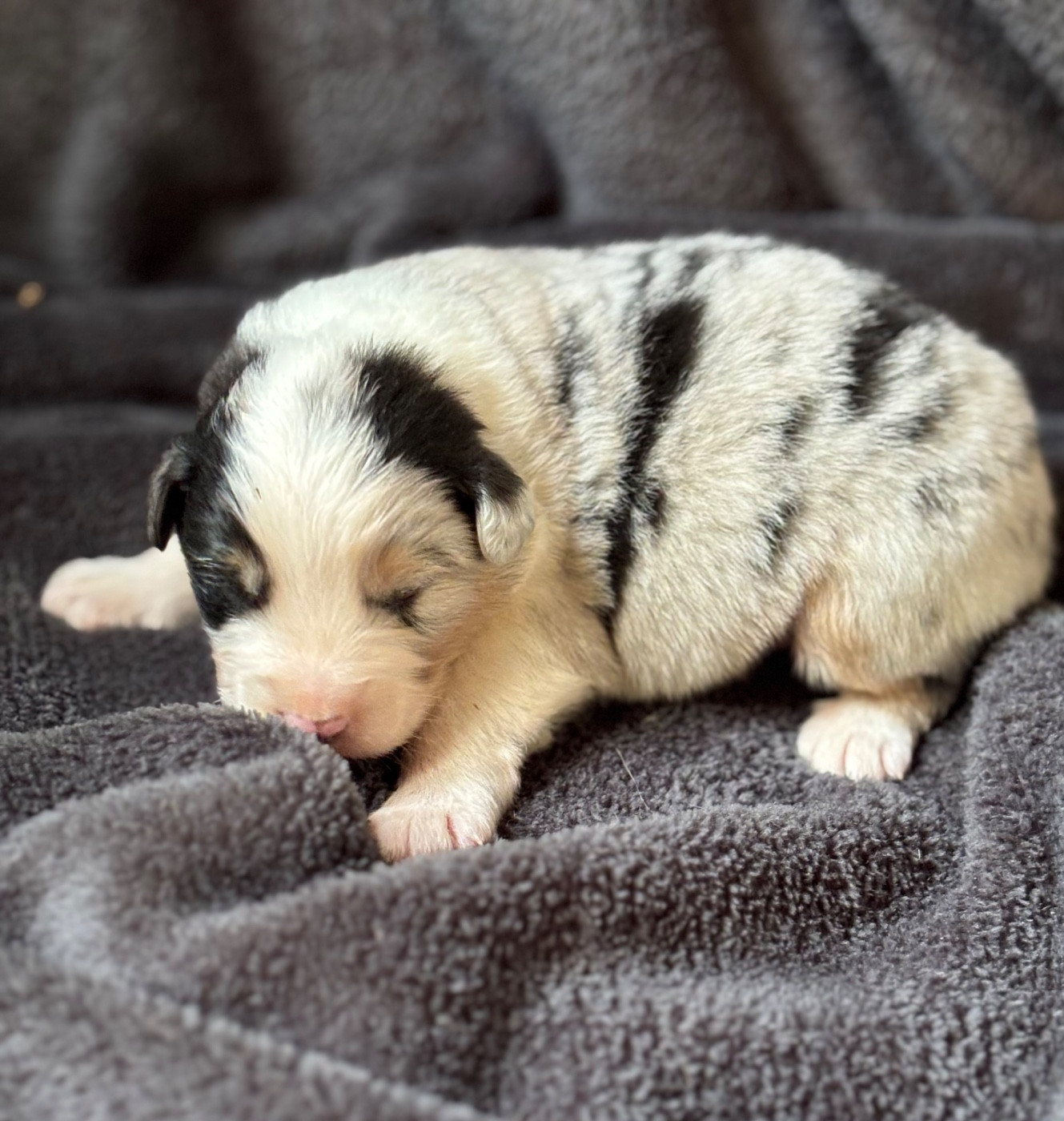 Des Embruns De Jade - Chiots disponibles - Berger Australien