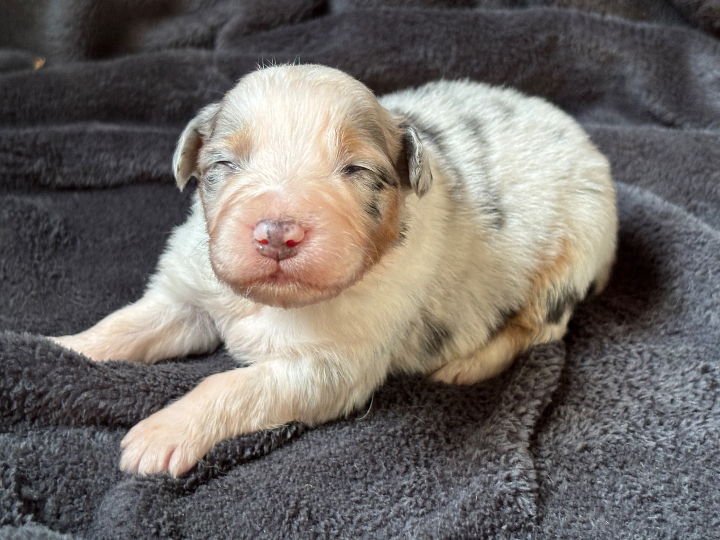 Des Embruns De Jade - Chiots disponibles - Berger Australien