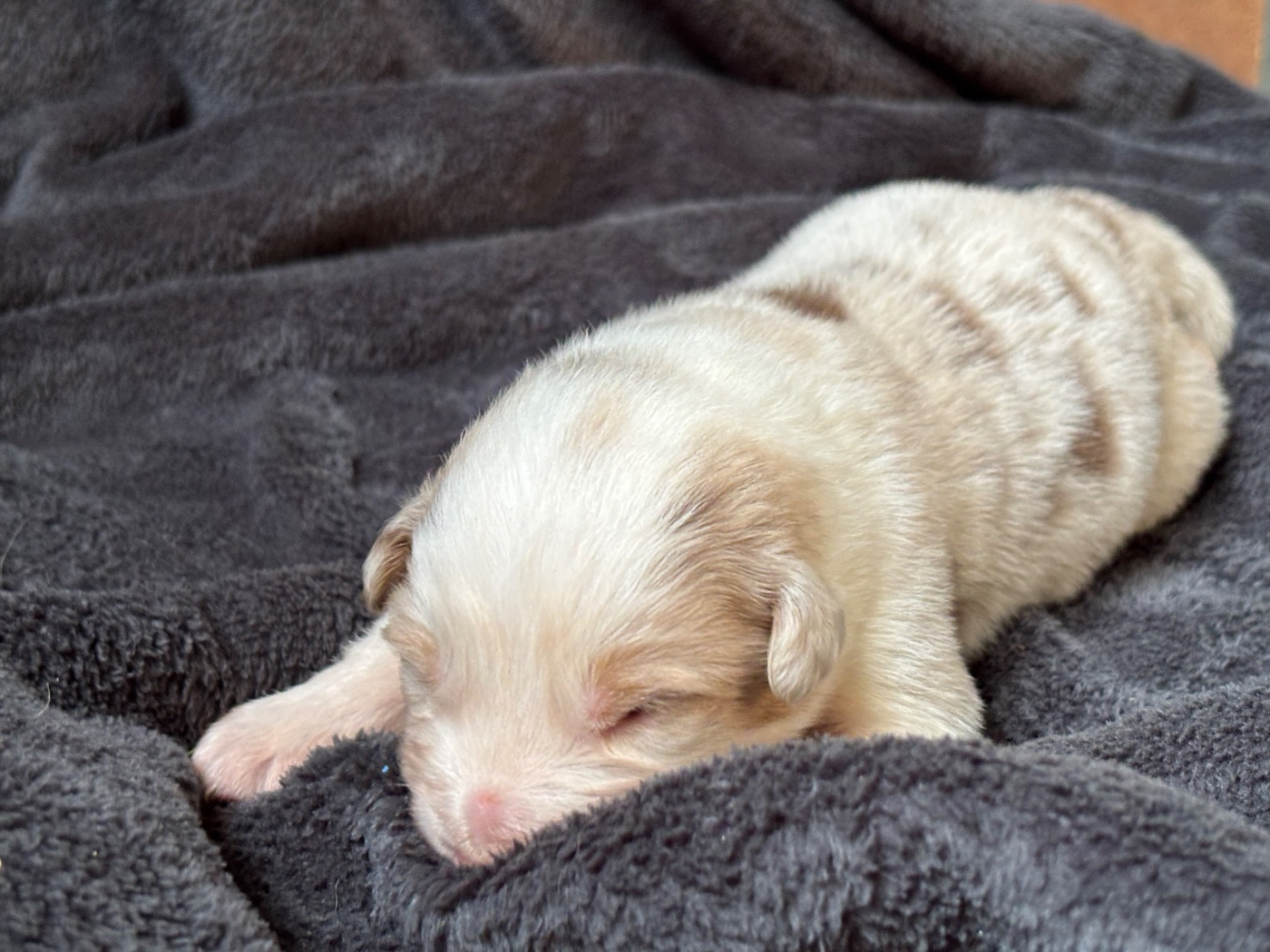 Des Embruns De Jade - Chiots disponibles - Berger Australien