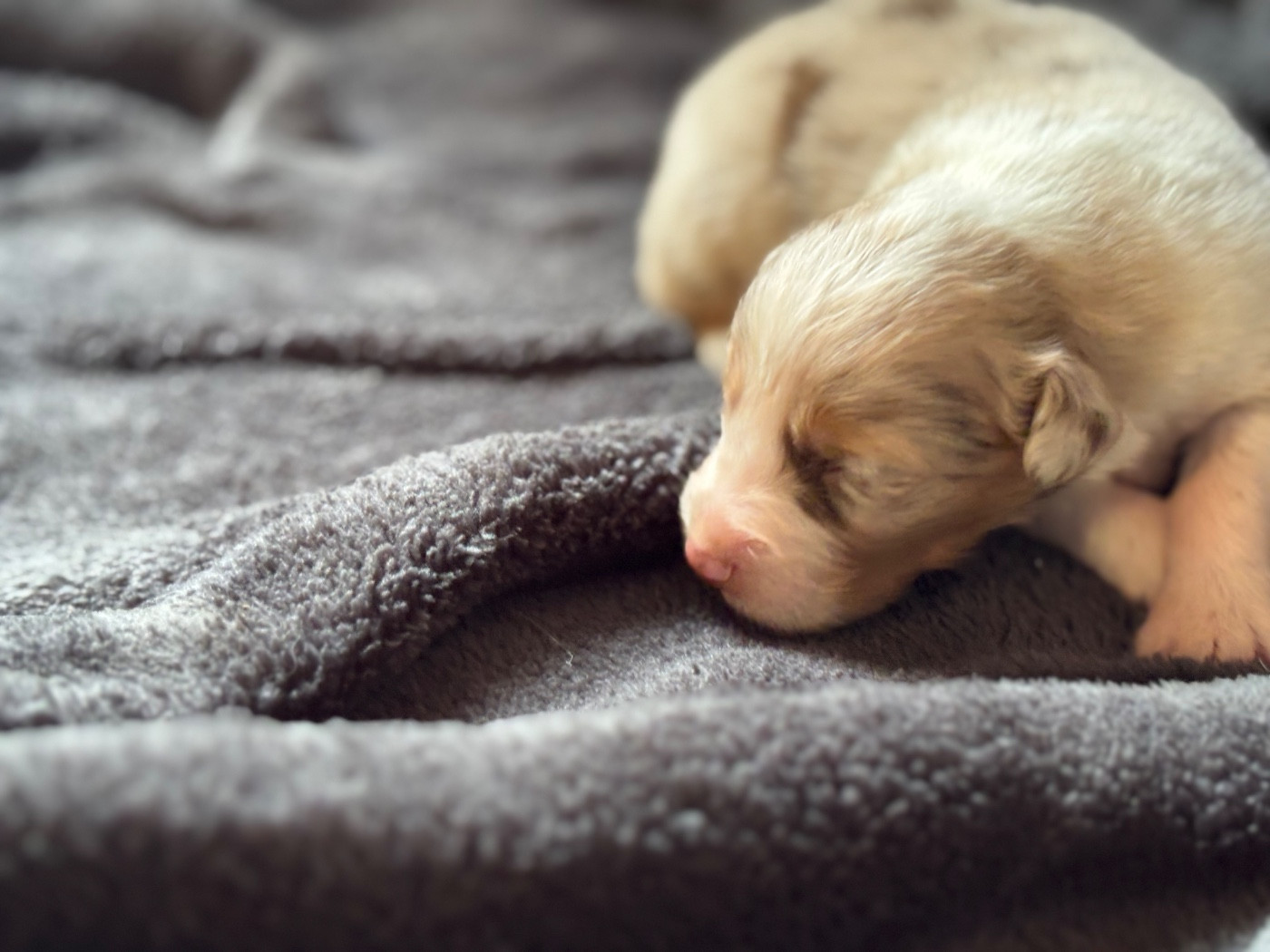 Des Embruns De Jade - Chiots disponibles - Berger Australien