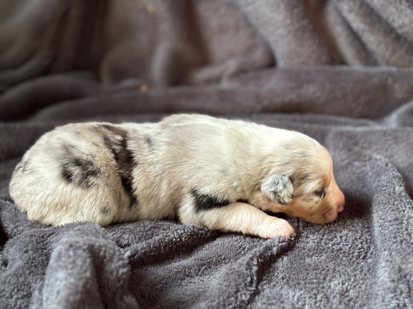 Des Embruns De Jade - Chiots disponibles - Berger Australien