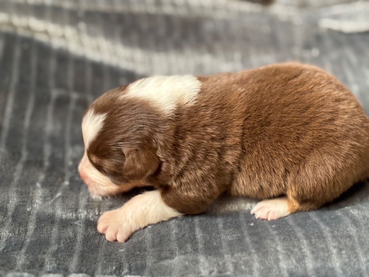 Des Embruns De Jade - Chiots disponibles - Berger Australien