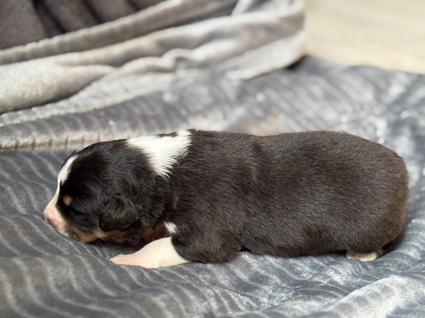 Des Embruns De Jade - Chiots disponibles - Berger Australien