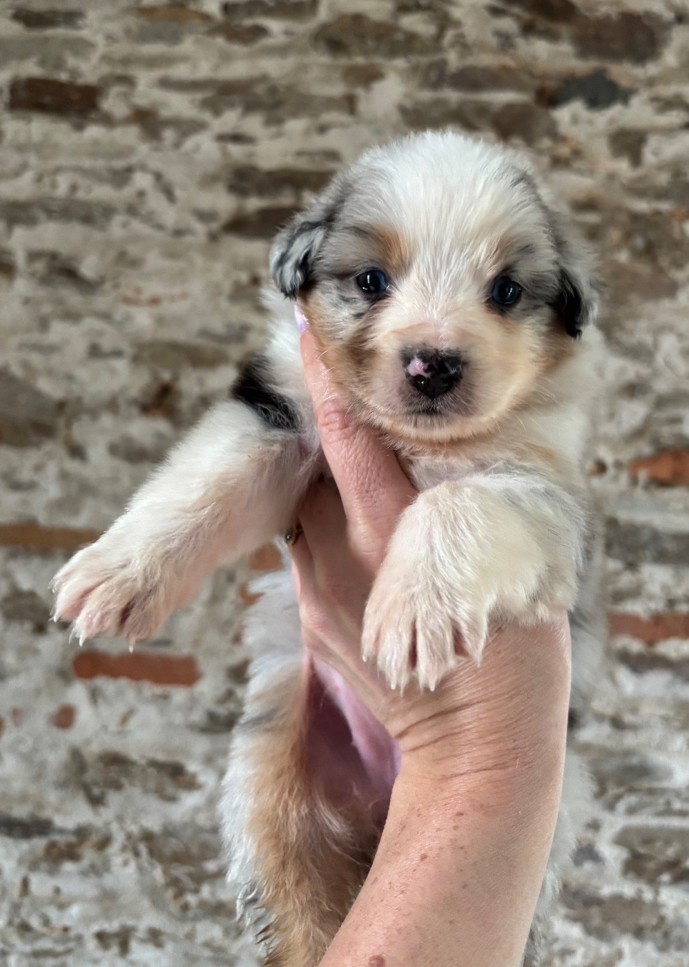 Des Embruns De Jade - Chiots disponibles - Berger Australien