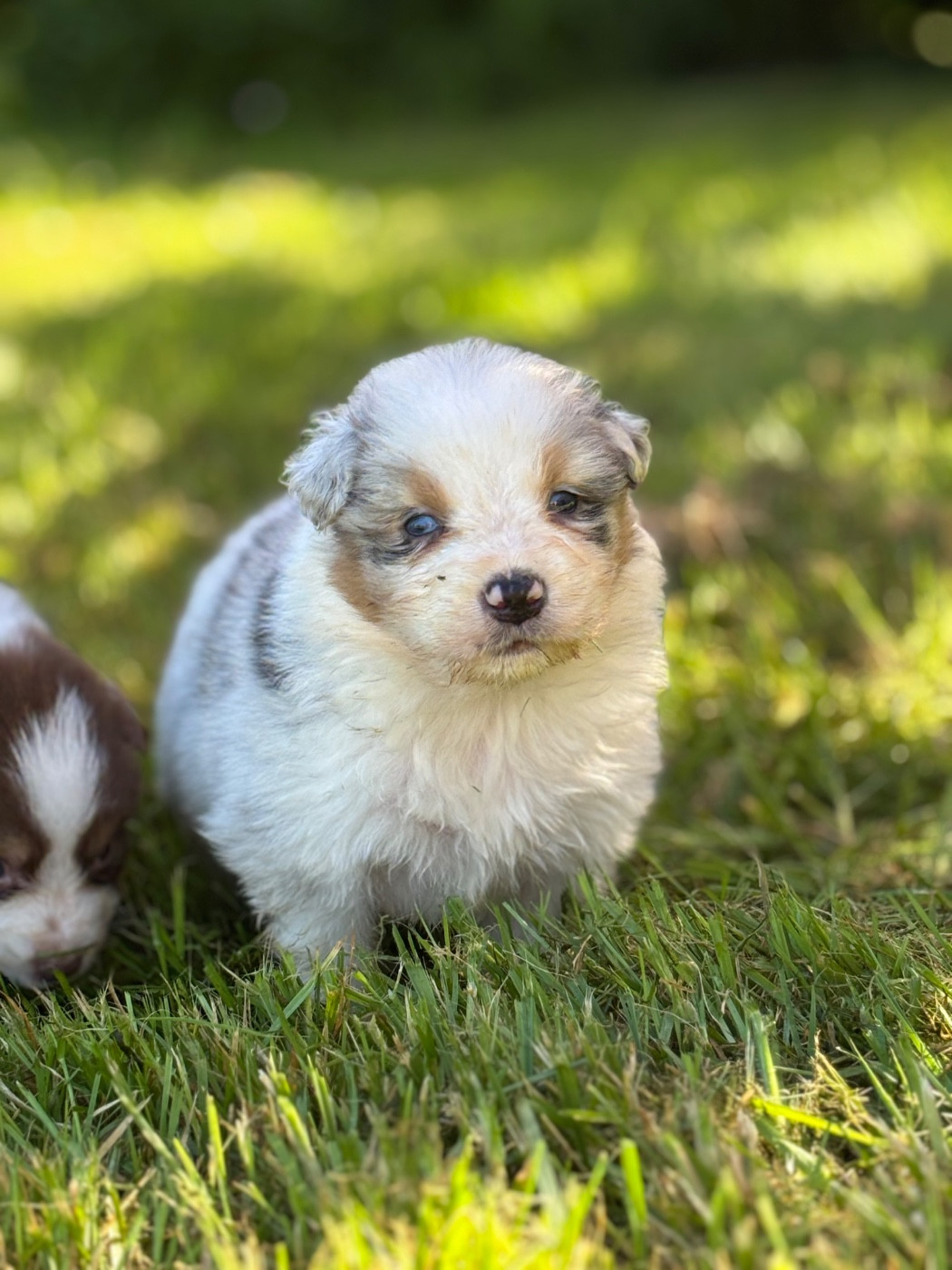 Des Embruns De Jade - Chiots disponibles - Berger Australien