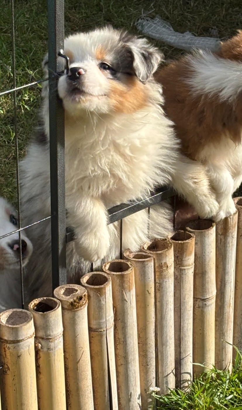 Des Embruns De Jade - Chiots disponibles - Berger Australien