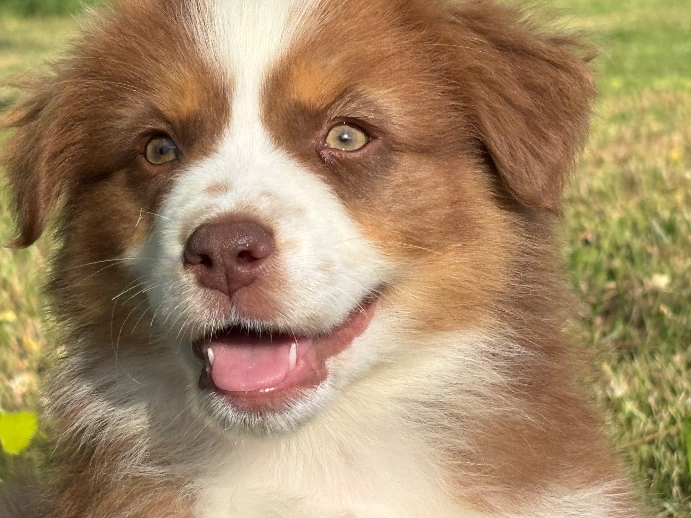 Des Embruns De Jade - Chiots disponibles - Berger Australien