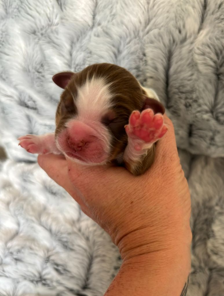 Des Embruns De Jade - Chiots disponibles - Berger Australien