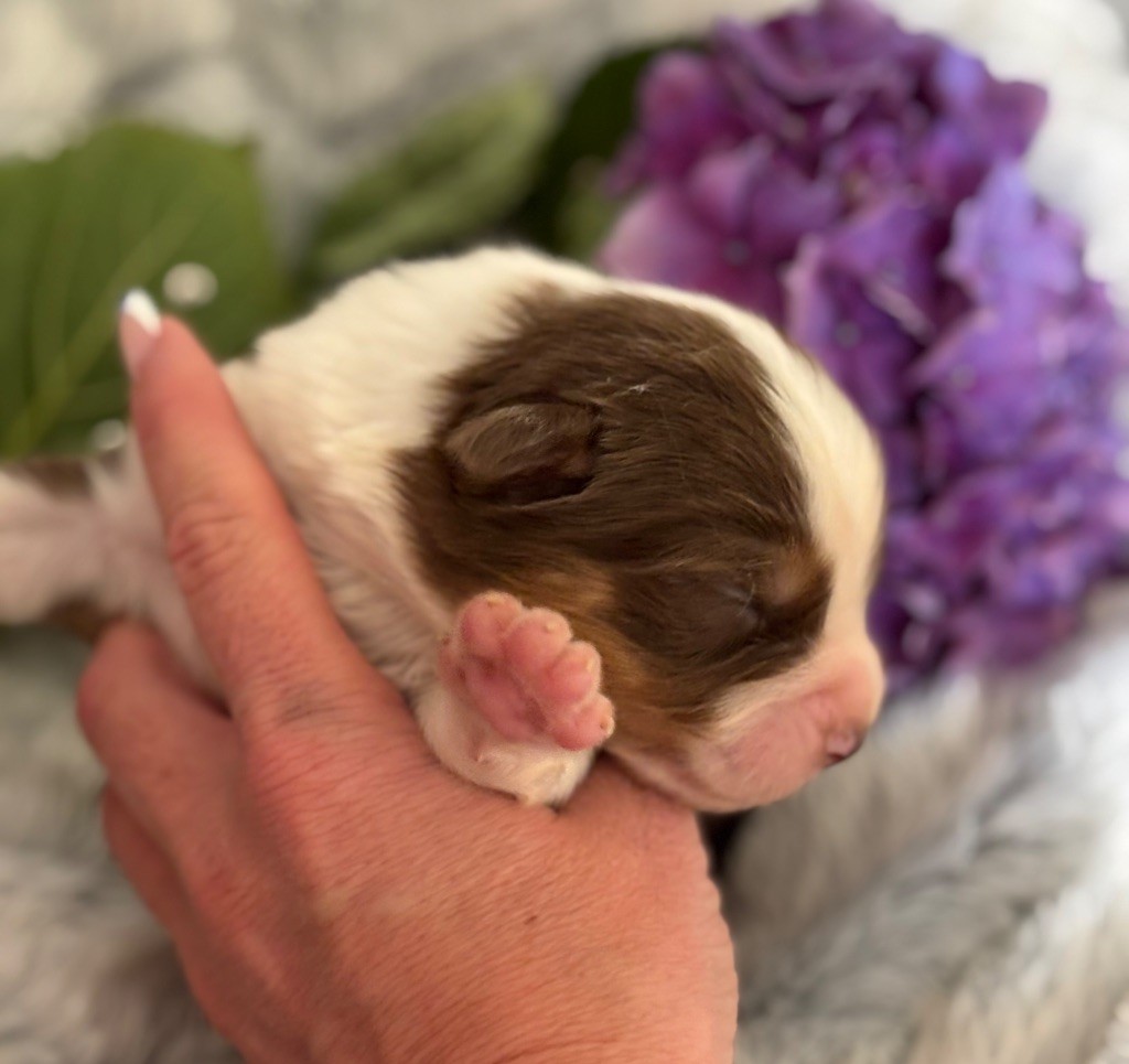 Des Embruns De Jade - Chiots disponibles - Berger Australien
