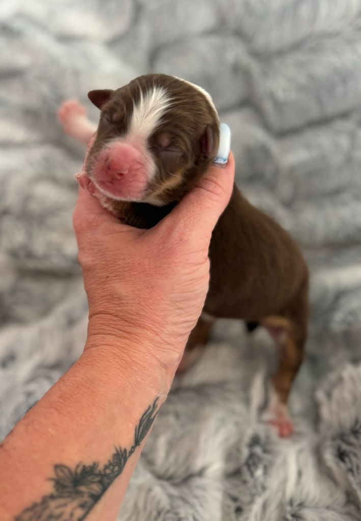 Des Embruns De Jade - Chiots disponibles - Berger Australien