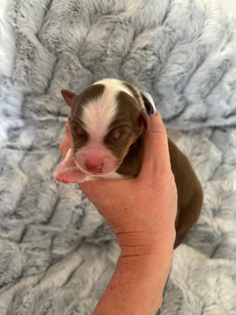 Des Embruns De Jade - Chiots disponibles - Berger Australien