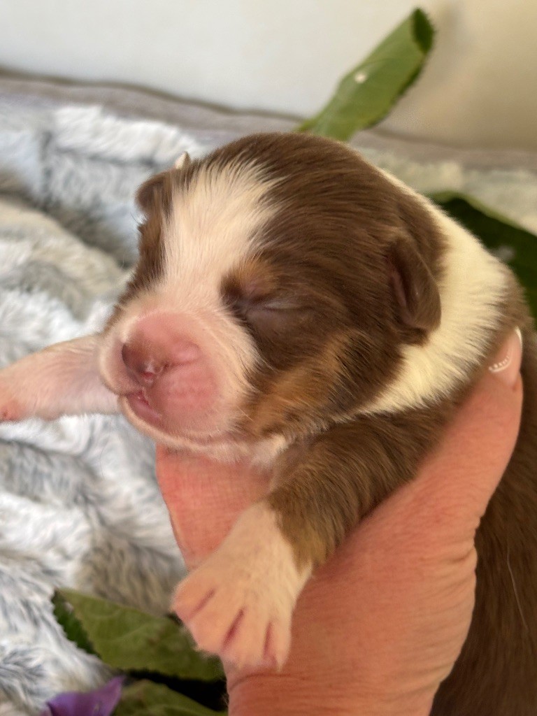 Des Embruns De Jade - Chiots disponibles - Berger Australien