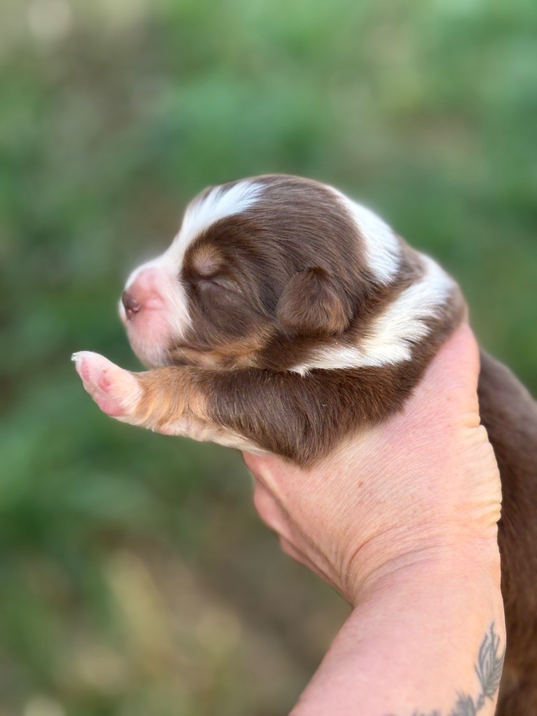 Des Embruns De Jade - Chiots disponibles - Berger Australien