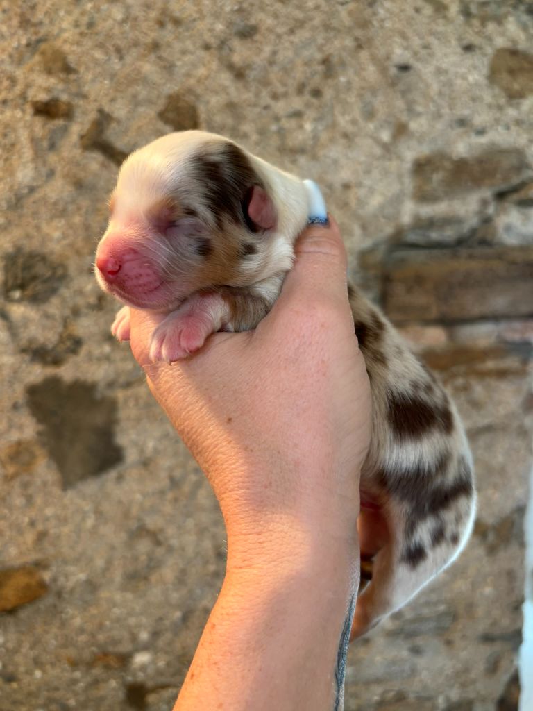 Des Embruns De Jade - Chiots disponibles - Berger Australien