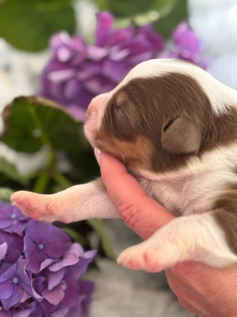 Des Embruns De Jade - Chiots disponibles - Berger Australien