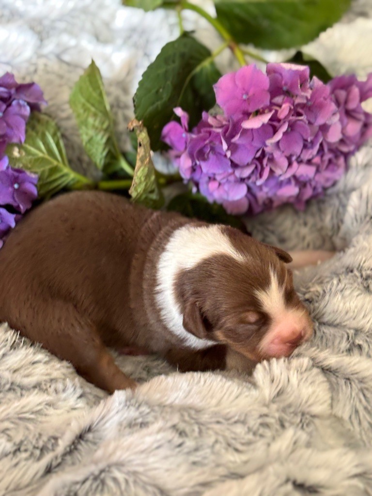 Des Embruns De Jade - Chiots disponibles - Berger Australien