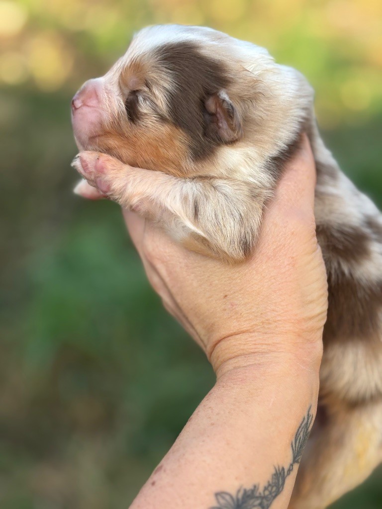 Des Embruns De Jade - Chiots disponibles - Berger Australien
