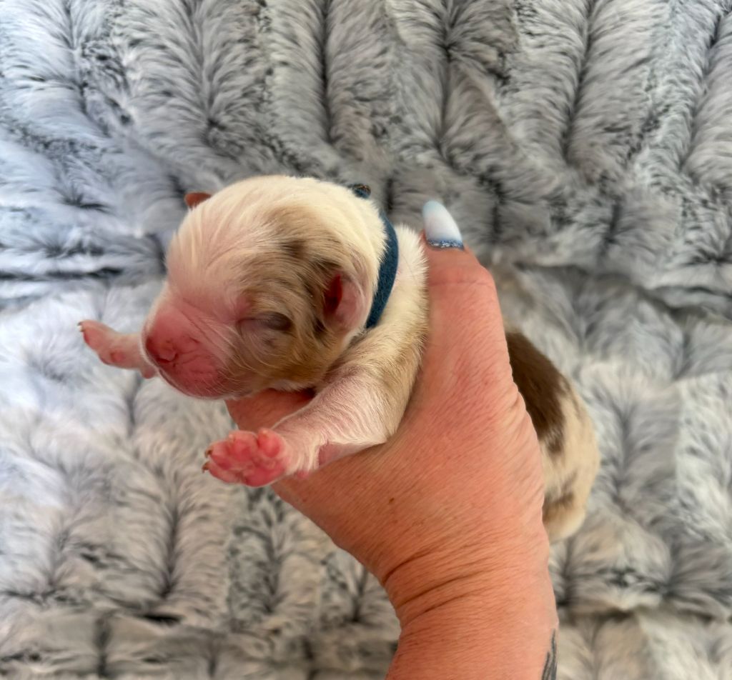 Des Embruns De Jade - Chiots disponibles - Berger Australien