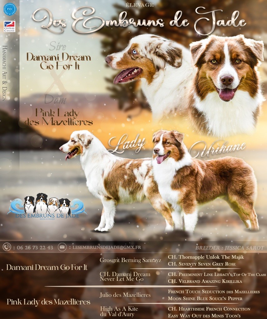 Chiot Berger Australien Des Embruns De Jade